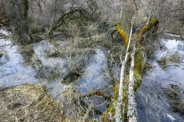 Spring Oversvømmelse Den Vilde Skov Med Havtorn Træer Naturreservatet Leinoera - Stock-foto