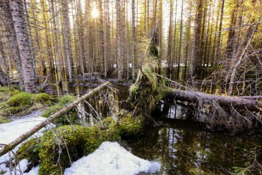 Norveç 'in Trondelag kentindeki çam ormanlarında bahar seli 