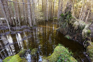 Norveç 'in Trondelag kentindeki çam ormanlarında bahar seli 