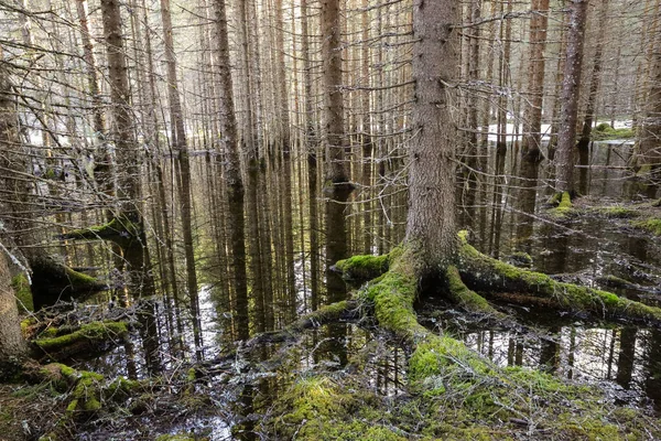 Våröversvämning Den Vilda Skogen Trondelag Norge — Stockfoto