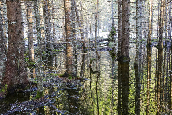 Spring flood in the pine forest in the Trondelag, Norway 