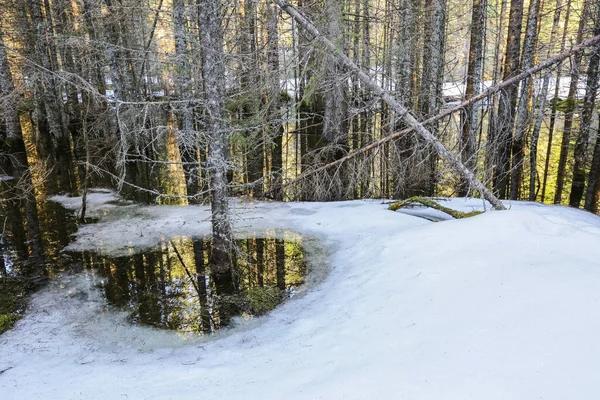 Inundación Primavera Bosque Pinos Trondelag Noruega — Foto de Stock