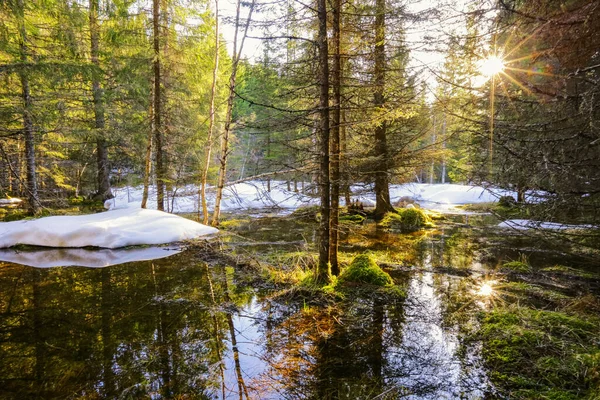 Tavaszi Árvíz Trondelag Vadon Élő Erdejében Norvégiában — Stock Fotó