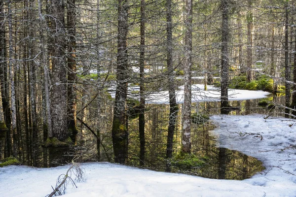 Inundação Primavera Floresta Selvagem Trondelag Noruega — Fotografia de Stock