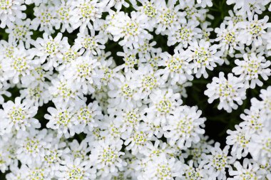 Siyah arka planda beyaz çiçekli yaz arkaplanı 