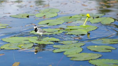 Suda yansıyan kuşlarla dolu yaz göleti. 