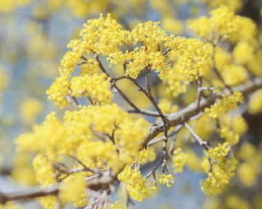 Sarı çiçekli yaz arkaplanı 