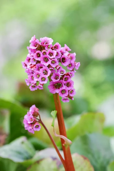 Violet Médical Fleur Bergenia Cordifolia Sur Fond Vert — Photo