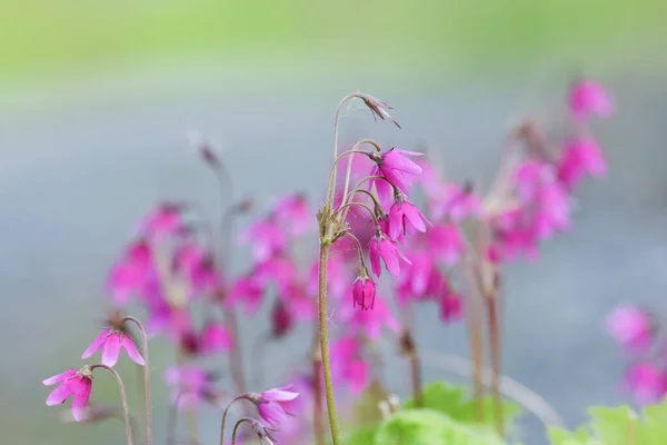 Blommande Lila Medicinsk Växt Primula Mathiolii Den Gröna Bakgrunden — Stockfoto