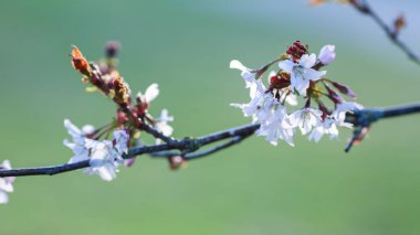 Prunus Nipponica 'nın çiçek açan dalı bahçede 