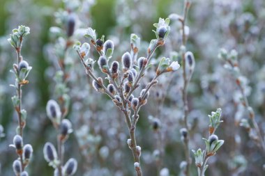 Bahçede çiçek açan çalılarla bahar arkaplanı 