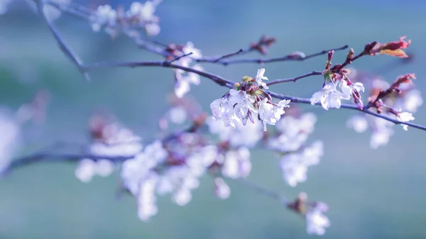 Kwitnąca Gałąź Prunus Nipponica Ogrodzie — Zdjęcie stockowe