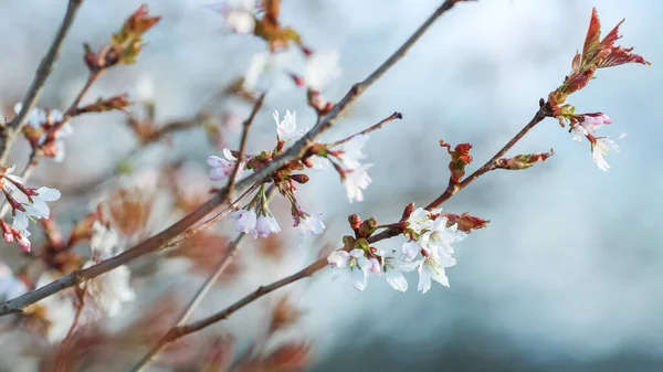 Kwitnąca Gałąź Prunus Nipponica Niebieskim Tle — Zdjęcie stockowe