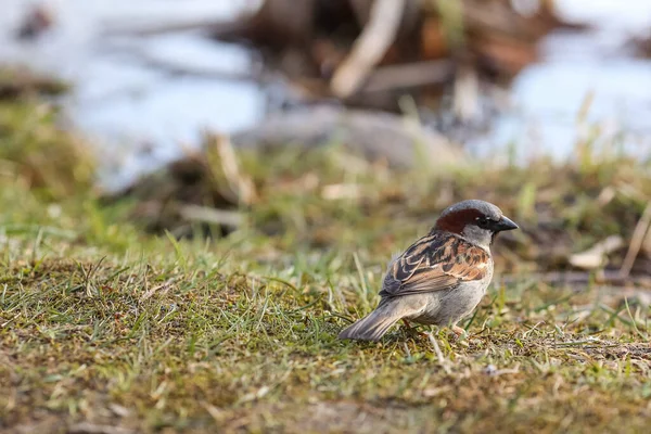 The bird House Sparrow (Passer domesticus) sitting in the grass