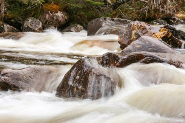 Norveç 'in Trondelag bölgesindeki vahşi ormanda bahar seli. 