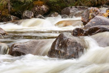 Norveç 'in Trondelag bölgesindeki vahşi ormanda bahar seli. 