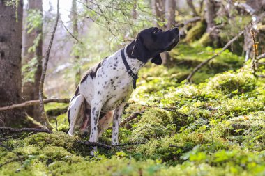 Köpek ingilizce işaretçisi baharda vahşi ormanda oturuyor. 