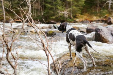 Köpek ingilizcesi ormanda bahar selini izliyor. 