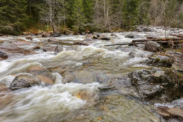 Inondazioni Primaverili Torrente Nella Foresta Selvaggia Trondelag Norvegia — Foto Stock