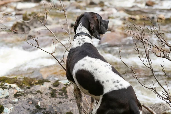 Dog Engels Pointer Kijken Naar Lente Vloed — Stockfoto