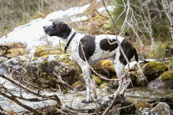 Hund Beobachtet Frühlingsflut Wald — Stockfoto