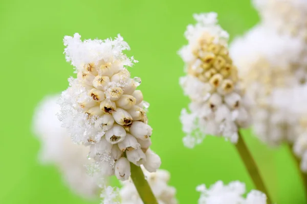 Vita Blommor Miscari Täckt Med Snö Efter Snöfall Våren — Stockfoto