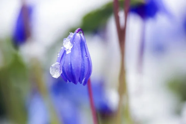 Flor Azul Scilla Siberica Coberto Neve Após Queda Neve Primavera — Fotografia de Stock