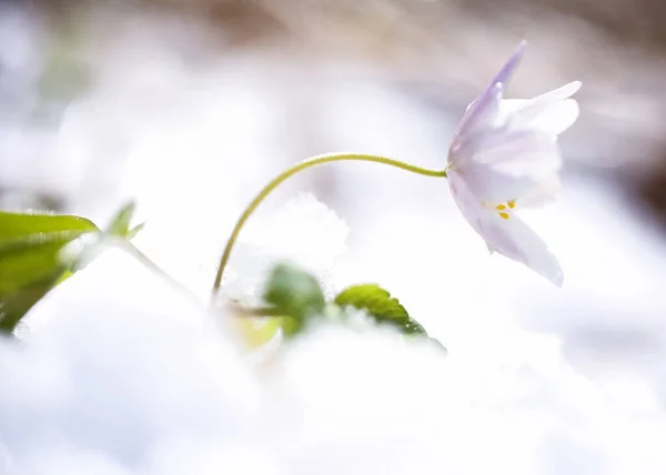 Flor Anemona Nemorosa Coberta Neve Após Tempestade Neve Primavera — Fotografia de Stock