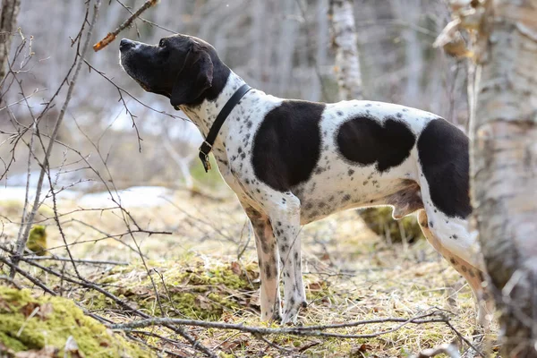 Hond Engels Wijzer Staande Het Voorjaar Bos — Stockfoto
