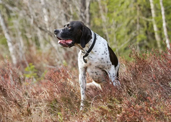 Pies Angielski Wskaźnik Siedzi Brzozowym Lesie — Zdjęcie stockowe