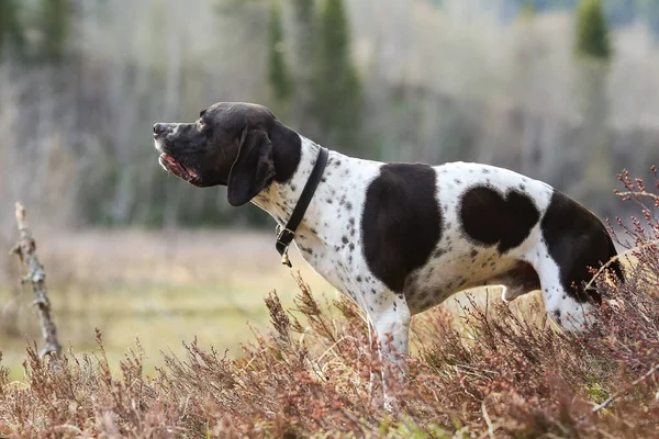Pies Angielski Wskaźnik Stojący Trawie — Zdjęcie stockowe