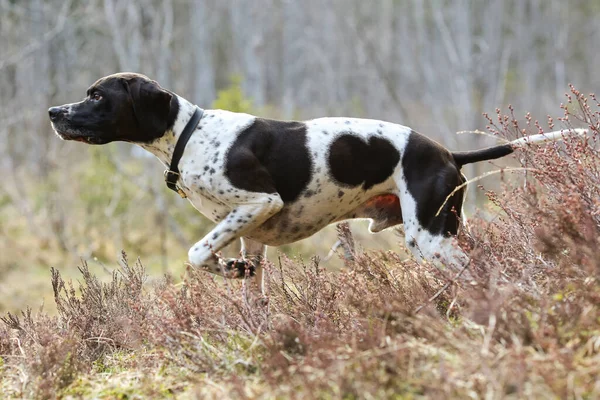 Köpek ingilizce işaretçisi çimlerin üzerinde duruyor. 