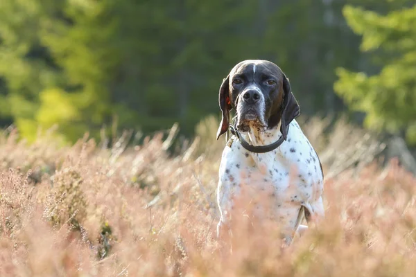 Hund Engelska Pekare Sitter Gräset — Stockfoto