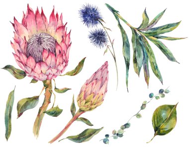 Set of floral vintage watercolor protea clipart