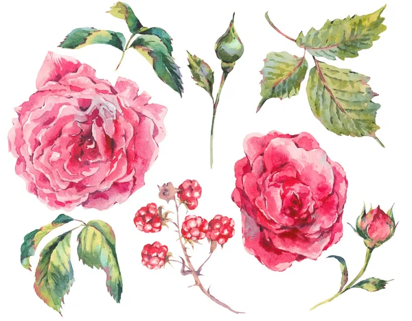 Set vintage watercolor bouquet of roses — ストック写真