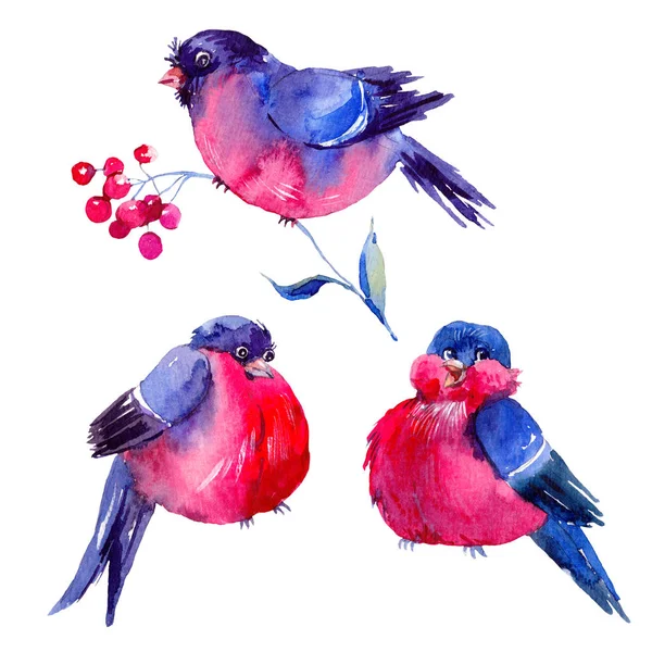 Vintage watercolor illustration with bullfinches — Stock Photo, Image