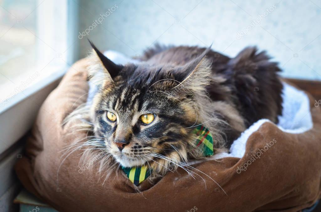 Cat Maine Coon in a Green Tie Butterfly