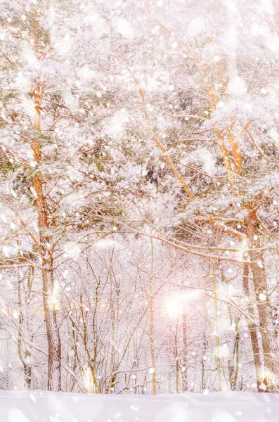 Winter abstract snow forest background — Stock Photo, Image