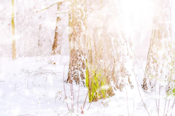 Winter abstract snow forest background — Stock Photo, Image