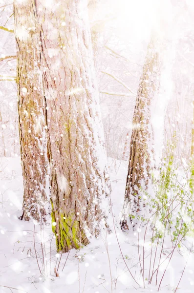 Winter abstract snow forest background — Stock Photo, Image