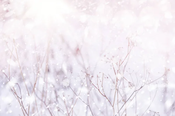 Natur snö magiska vinterlandskapet — Stockfoto