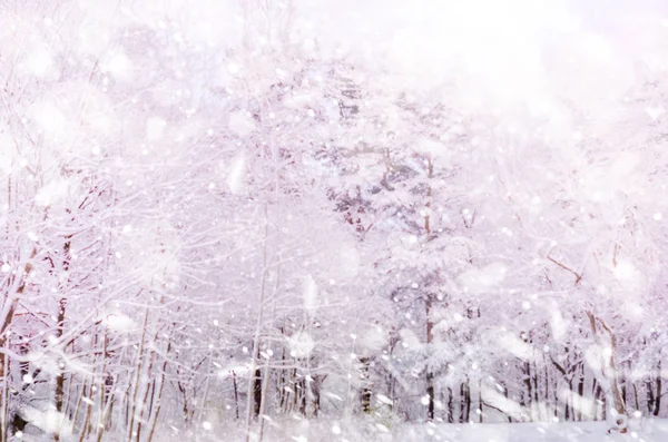 Winter snow magic forest background. — Stock Photo, Image