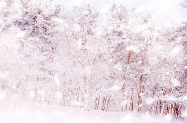 Волшебный зимний лес . — стоковое фото