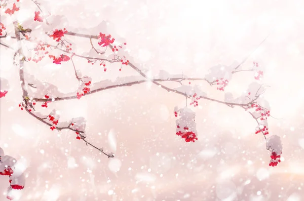 Зимняя природа с ветвями снега и деревьев — стоковое фото