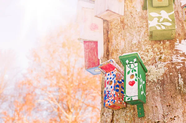 Maisons d'oiseaux vintage en bois sur vieil arbre sec — Photo