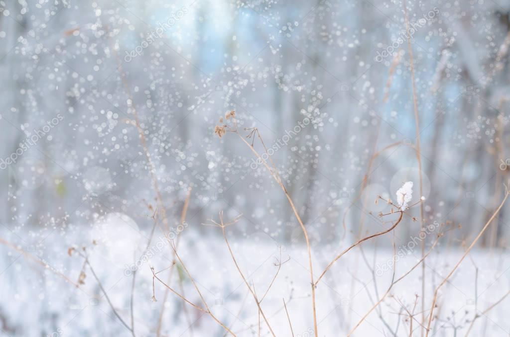 Winter nature snow magic landscape