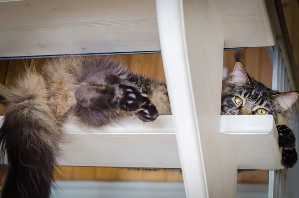 Katze tabby maine coon auf der Treppe — Stockfoto