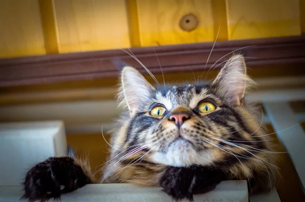 Katze tabby maine coon auf der Treppe — Stockfoto