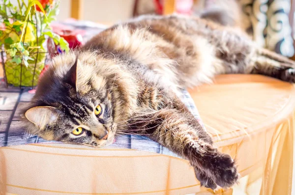 Katze gestromt maine coon auf dem Tisch — Stockfoto