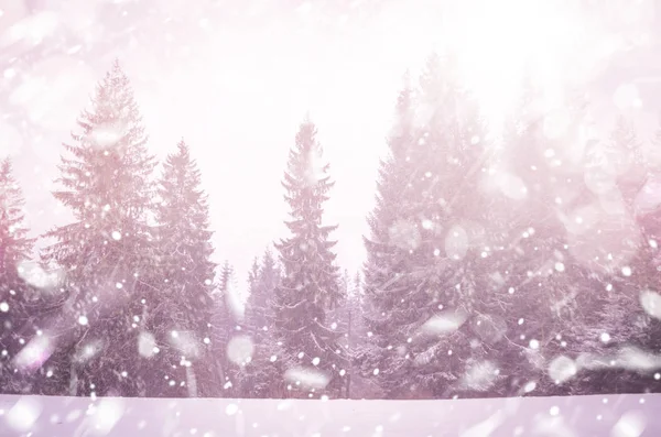 Winter snow magic forest background. — Stock Photo, Image